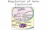 Regulation of Gene Expression Eukaryotes. I. Regulation at Stages A. All organisms prokaryotes and eukaryotes alike have to regulate which genes are expressed.