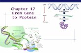 AP Biology Chapter 17 From Gene to Protein AP Biology What do genes code for? proteinscellsbodies How does DNA code for cells & bodies?  how are cells.