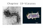 Chapter 19~Viruses. Viral structure Virus: “poison” (Latin); infectious particles consisting of a nucleic acid in a protein coat Viruses are not cells.