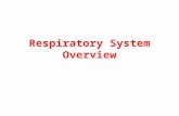 Respiratory System Overview. Nasal Cavity Warms and moistens air so that it doesn’t damage the respiratory tract. Dust and debris is also removed by short.