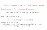 Chemical reaction in cells are often coupled Glucose + P i  Glucose-6-phosphate (requires input of energy, endergonic) ATP  ADP + P i (releases energy,