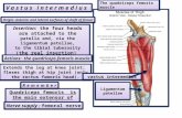 Insertion: the four heads are attached to the patella and, via the ligamentum patellae, to the tibial tuberosity (the real insertion) Insertion: the four.