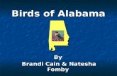 Birds of Alabama By Brandi Cain & Natesha Fomby. The Yellow Hammer TTTThe Yellow Hammer is the State bird. IIIIt can climb up the trunks of trees.