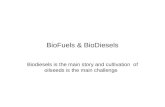 BioFuels & BioDiesels Biodiesels is the main story and cultivation of oilseeds is the main challenge.