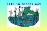 Life in Oceans and Ponds. What is an Ocean? Big body of salty water.