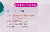‡ Especially attacked young animals ‡ Human : » Infant : Acute gastroenteritis » Adult : Cystitis COLIBACILLOSIS Cause : E. coli.