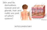 Skin and its derivatives (sweat and oil glands, hair and nails) are part of which system? INTEGUMENTARY.