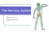 Chapter 13.1 Pages 408-414 The Nervous System. Introduction The Organization of the Nervous System.