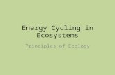 Energy Cycling in Ecosystems Principles of Ecology.
