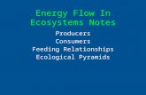 Energy Flow In Ecosystems Notes Producers Consumers Feeding Relationships Ecological Pyramids.