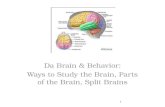 Da Brain & Behavior: Ways to Study the Brain, Parts of the Brain, Split Brains 1.