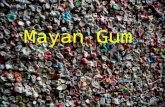 Mayan Gum. The Mayan Indians practiced the art of chewing gum to clean their teeth Zapote or Chicozapote are the common names of the tree from which “chicle”,