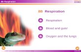 © OUP: To be used solely in purchaser’s school or college 8B Respiration Respiration Blood and guts! Oxygen and the lungs 8B Respiration.