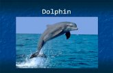 Dolphin. Bacteria Lion Aye-aye Tree Chimp (with gun)