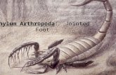 Phylum Arthropoda: Jointed Foot. Importance -8 out of 10 animals are arthropods.