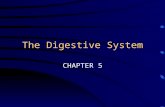 The Digestive System CHAPTER 5 FUNCTION INGEST FOOD BREAK IT DOWN ABSORB THE NUTRIENTS ELIMINATE INDIGESTIBLE MATERIAL.