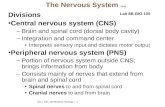 BIO L 105—lab 8B-Nerve Histology-----1 The Nervous System 11/14 Divisions Central nervous system (CNS) –Brain and spinal cord (dorsal body cavity) –Integration.