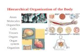 Hierarchical Organization of the Body Atom Molecules Organelles Cells Tissues Organs Organ system Organism.