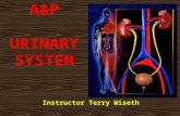 A&P URINARY SYSTEM Instructor Terry Wiseth. 2 Urinary Anatomy Kidney Ureter Bladder Urethra.