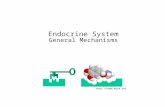 Http://home.mira.net Endocrine System General Mechanisms.
