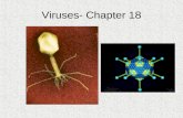 Viruses- Chapter 18. Objectives Know the structure of a virus Know some scientists that studied viruses Are viruses living or non-living Know how viruses.