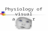 Physiology of visual analyzer. The eyes mediate sight Function Function Sensory organ for sight Sensory organ for sight Detects light and converts it.