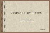 Diseases of Roses John & Mitchie Moe ARS Master Rosarians Pacific Northwest District Revised March 2015 May 25, 2012.