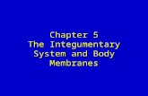 Chapter 5 The Integumentary System and Body Membranes.