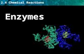 2.4 Chemical Reactions Enzymes. 2.4 Chemical Reactions KEY CONCEPTS: Enzymes help chemical reactions to occur.