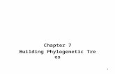 1 Chapter 7 Building Phylogenetic Trees. 2 Contents Phylogeny Phylogenetic trees How to make a phylogenetic tree from pairwise distances –UPGMA method.