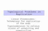Topological Problems in Replication Linear Chromosomes: Telomerase for replication of the ends Topoisomerases to relieve strain of untwisting and supercoiling.