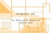 Chapter 16 The Molecular Basis of Inheritance. Determining the Chemical Composition of DNA After Morgan determined that genes were on chromosomes, scientists.