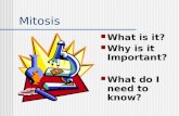 Mitosis What is it? Why is it Important? What do I need to know?