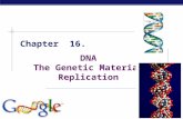MCC BP Based on work by K. Foglia  Chapter 16. DNA The Genetic Material Replication.