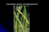 Manatee grass (Angiosperm). turtle grass (Angiosperm)