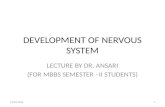 DEVELOPMENT OF NERVOUS SYSTEM LECTURE BY DR. ANSARI (FOR MBBS SEMESTER –II STUDENTS) 19/04/20101.