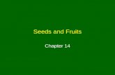 Seeds and Fruits Chapter 14. Fruits and Seeds Fruits –Packaging structure for seeds of flowering plants Seeds –Mature ovules –Contain embryonic plant