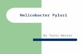 Helicobacter Pylori By Torin Hester. Simple Facts Scientific Name: Helicobacter Pylori Classification: Spiral shaped, Gram negative, referred to as a.