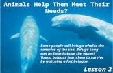 How do the behaviors of Animals Help Them Meet Their Needs? Lesson 2 Some people call beluga whales the canaries of the sea. Beluga song can be heard above.