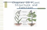 Chapter 23 Plant Structure and Function Plant Tissue Vascular Plants have four basic types of tissue 1.Vascular tissue 2.Ground tissue 3.Epidermis 4.Meristematic.