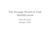 The Strange World of Gull Identification Nick Rossiter October 2001.
