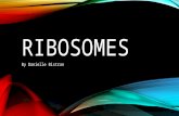RIBOSOMES By Danielle Bistran. WHAT DO THEY DO? Protein Builders + Synthesizers Read the RNA’s information and use it to create proteins (translation)