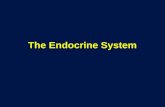 The Endocrine System. Endocrine System Functions Maintenance of the internal environment in the body (maintaining the optimum biochemical environment).