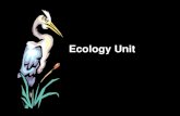 Ecology Unit. Definition of Ecology Ecology- the scientific study of interactions between organisms and their environments.