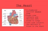The Heart 4-chambered muscular double pump Right-side collects and delivers deO 2 blood to lungs Left-side collects and delivers O 2 blood to the heart.