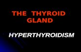 THE THYROID GLAND HYPERTHYROIDISM. The thyroid secretes primarily Thyroxine / T 4 / T 4 is probably not metabolically active until converted to T 3 (T.