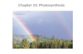 Chapter 10: Photosynthesis.  Word Roots: auto- = self -troph = food chloro- = green -phyll = leaf hetero- = other meso- = middle.