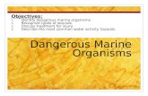 Dangerous Marine Organisms Objectives: 1. Identify dangerous marine organisms. 2. Recognize types of wounds. 3. Discuss treatment for injury. 4. Describe.