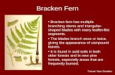 Bracken Fern Bracken fern has multiple branching stems and triangular- shaped blades with many leaflet-like segments. The blades branch once or twice,