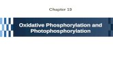 Chapter 19 Oxidative Phosphorylation and Photophosphorylation.